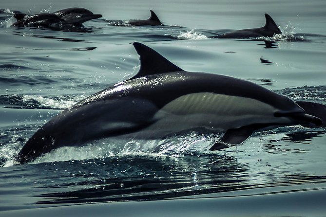 Dolphin Watch & Benagil Caves Boat Tour With Biologist Guide - Booking and Reservation