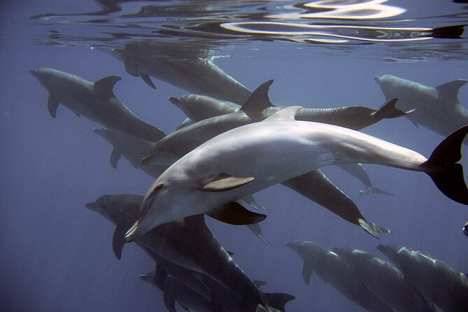 Dolphin Watching + 2 Islands Tour - From Faro - Additional Information