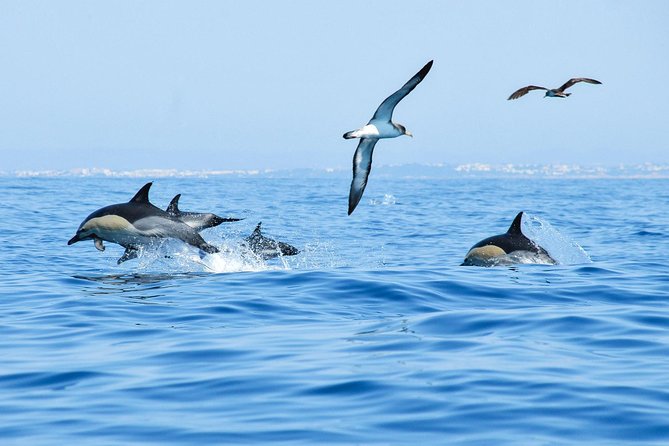 Dolphin Watching and Cave Boat Cruise From Albufeira - Cancellation Policy Explained