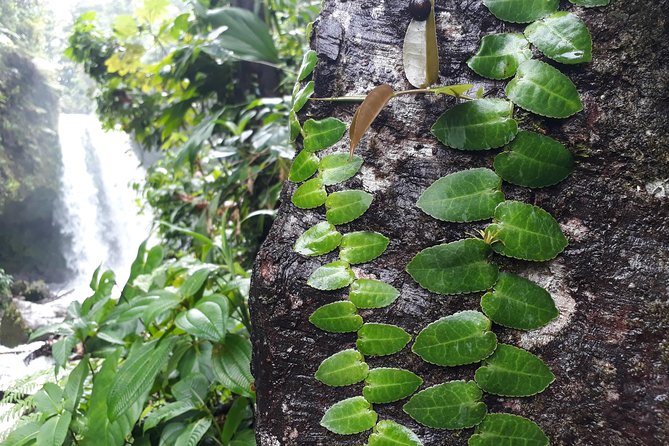 Dominica Half-Day Tour: Mero Beach, Waterfalls, Mineral Bath Wotten Waven - Wotten Waven Mineral Bath