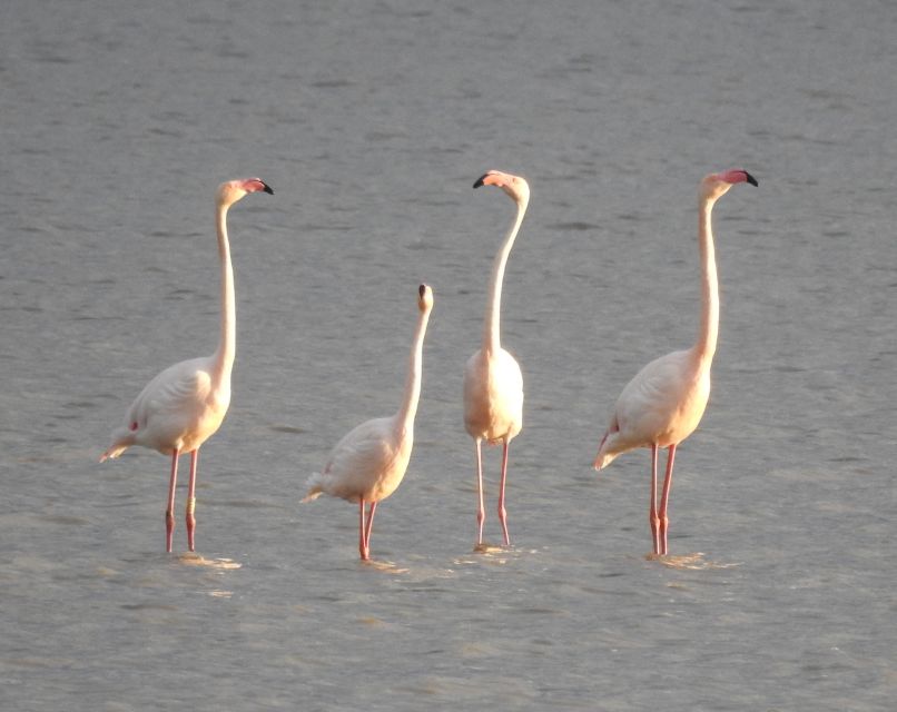 Doñana National Park Off-Road Tour From Seville - Booking Information