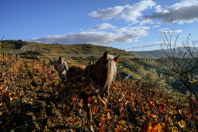 DOURO VALLEY in 8 Pax Groups W/ 2 Wineries, Lunch and 1h Cruise - UNESCO-listed Douro Valley