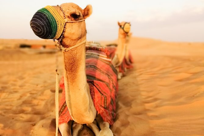 Dubai Super Saver: Desert Camp Experience by 4x4 and Dhow Dinner Cruise - Dhow Dinner Cruise