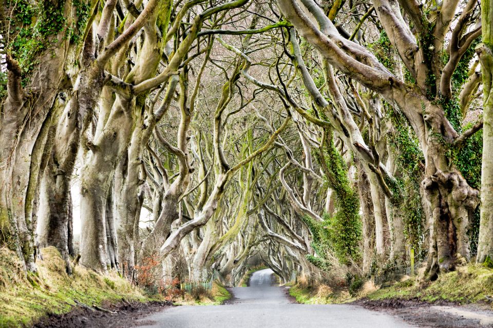 Dublin: Giants Causeway, Dark Hedges, Dunluce & Belfast Tour - Accessibility and Suitability