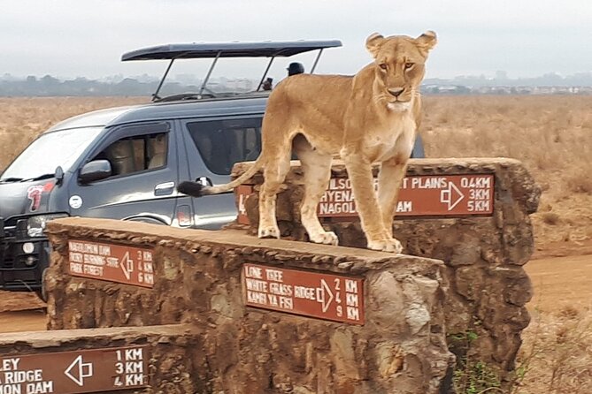 Elephant Orphanage & Giraffe Centre Tour - Customer Reviews