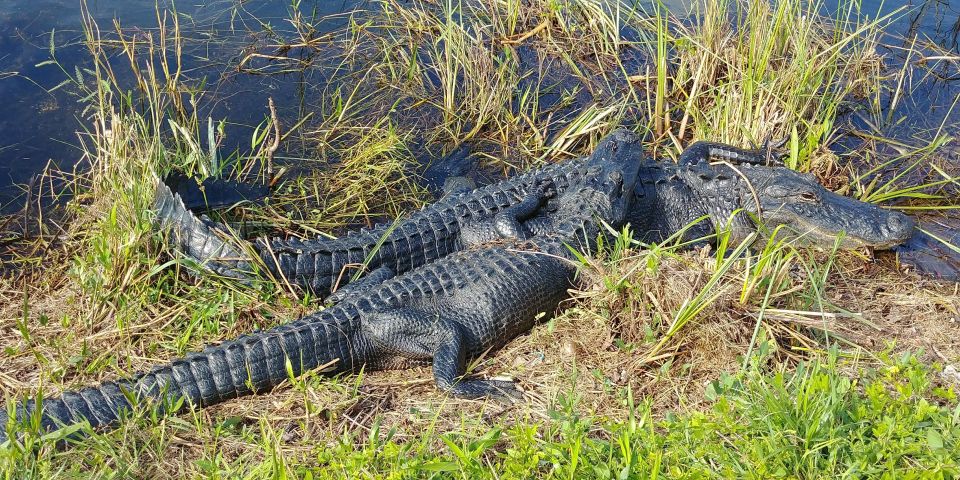 Everglades Airboat Ride & Tram Tour - Tour Logistics