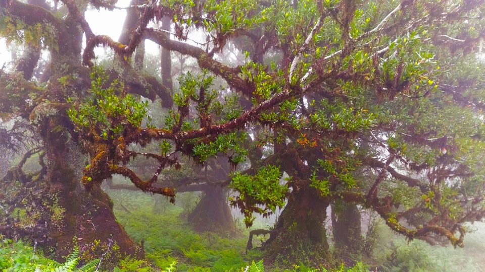 Fanal / Whistlers - Levada Walk - Private Group Option