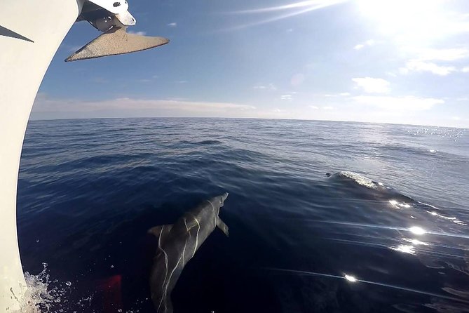 Flounder Yacht Sailing Tours - Highlights