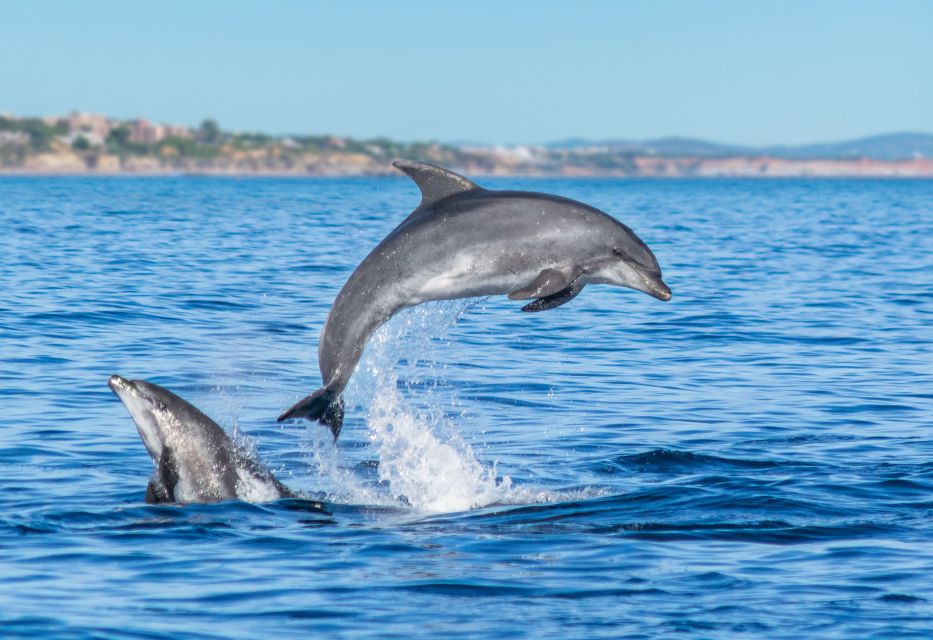 From Albufeira: Dolphins and Caves 2.5-Hour Boat Trip - Tour Duration