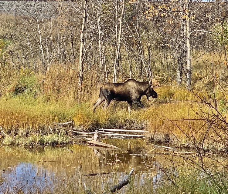 From Anchorage: Chugach State Park Walk With Naturalist - Customer Reviews