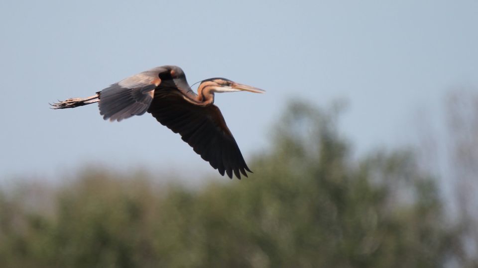 From Arles: Half-Day 4x4 Camargue Safari - Frequently Asked Questions