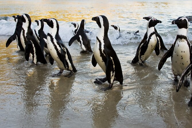 From Cape Town: Table Mountain, Cape of Good Hope & Penguins Including Park Fees - Exceptional Reviews