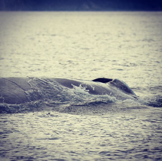 From Dalvik: Arctic Whale Watching in Northern Iceland - Immersive Sea Adventure Experience