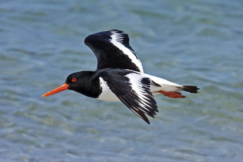 From Faro: Ria Formosa Eco Tour Guided by Marine Biologist - Visit to Ilha Deserta