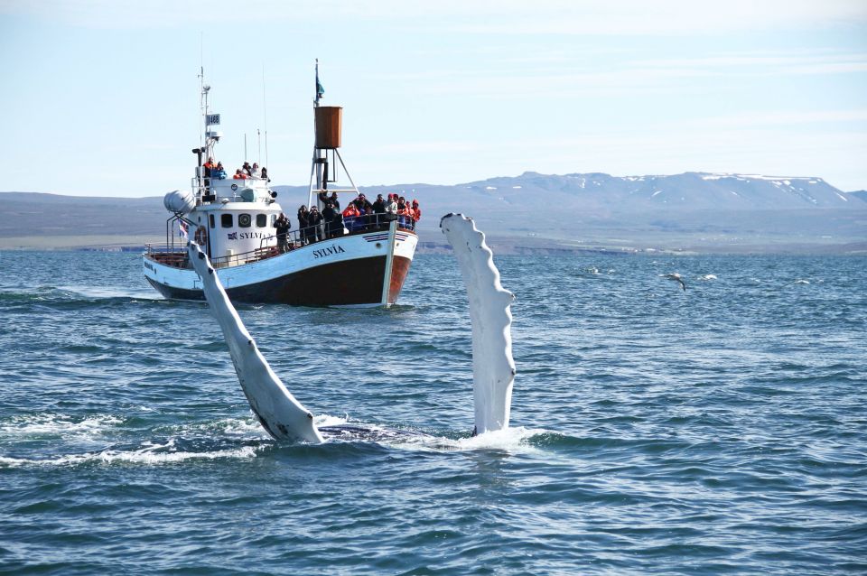 From Húsavík: Traditional Whale Watching Tour - Booking and Cancellation