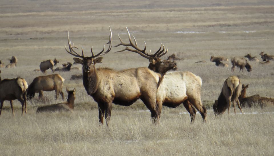 From Jackson Hole: Grand Teton National Park Sunrise Tour - Capturing the Experience