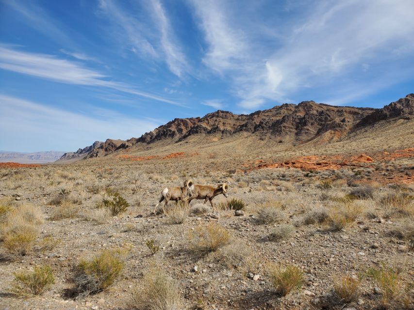 From Las Vegas: Valley of Fire Small Group Tour - Small Group Size for Personal Experience