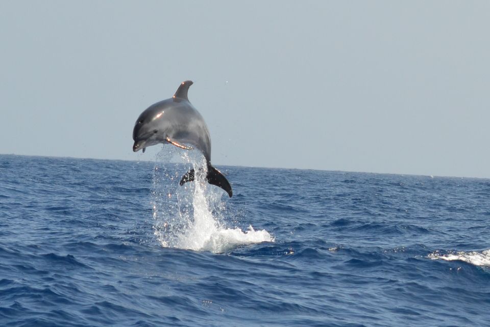 From Los Gigantes: Whale Watching Sailboat Cruise - Marine Ecosystem Protection