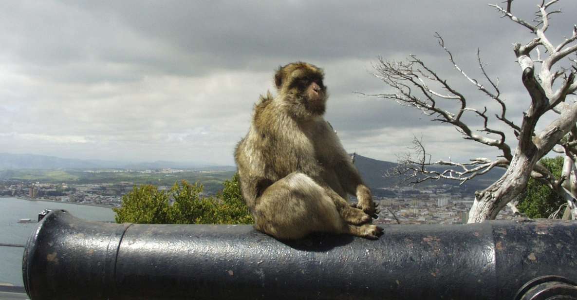 From Malaga: Rock of Gibraltar Private Skip-the-Line Tour - What to Bring and Wear