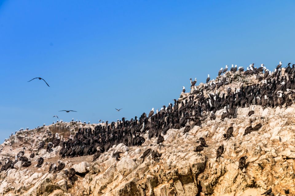 From Paracas: Ballestas Island Marine Wildlife Watching - Memorable Wildlife Encounters