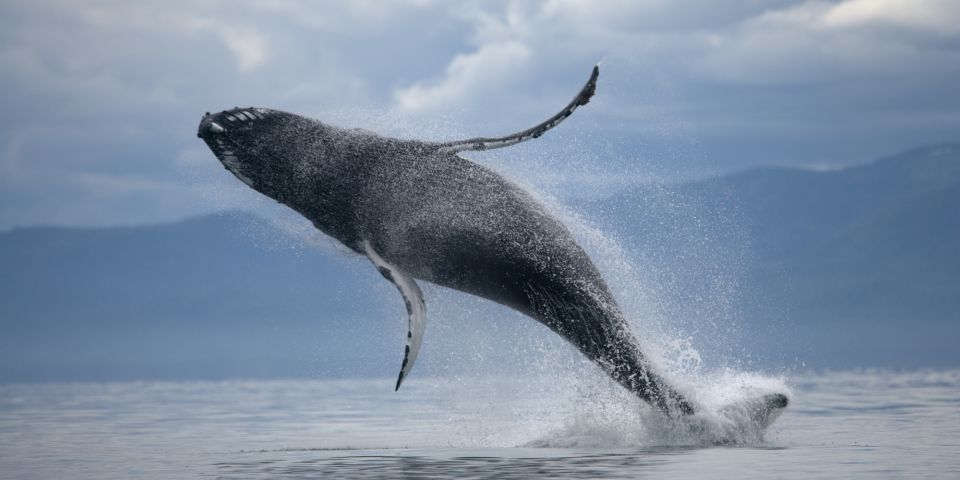 From Reykjavik: Buggy & Whale Watching Adventure - Unique Experiences