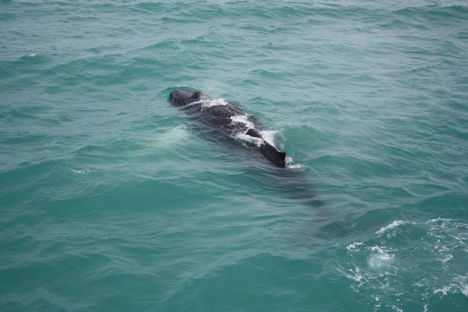 From Reykjavik: Whale Watching Tour - What to Expect