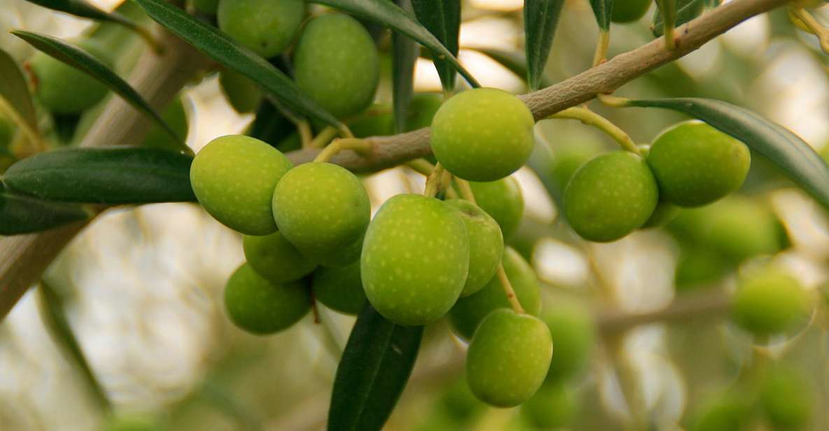 From Seville: Olive Oil Farm Tour - Inclusions and Amenities