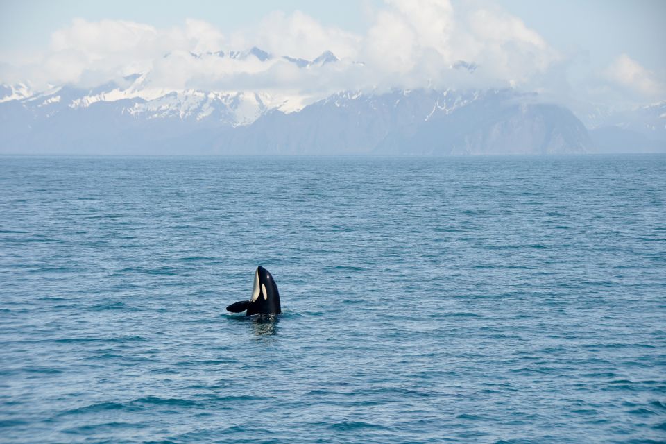 From Seward: Half-Day Resurrection Bay Wildlife Cruise Tour - Booking Information