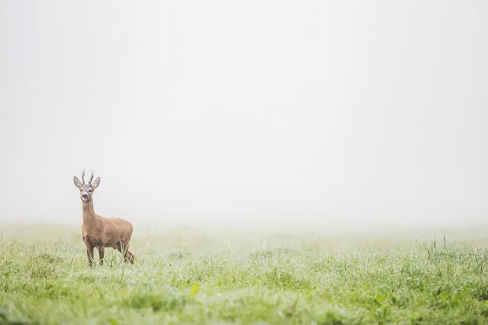 From Stockholm: Wildlife Safari With Campfire Dinner - Campfire Dinner in Nature