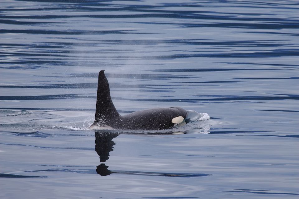 From Valdez: 7.5-hour Meares Glacier & Wildlife Cruise - Cancellation Policy