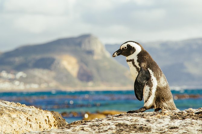 Full Day Private Cape Point & Peninsula - Cancellation and Accessibility