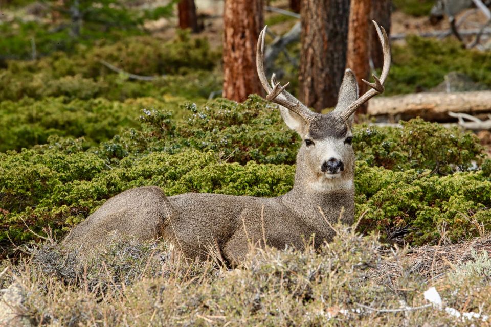 Full-Day RMNP Over the Top Tour - RMNPhotographer - Vehicle Specifications