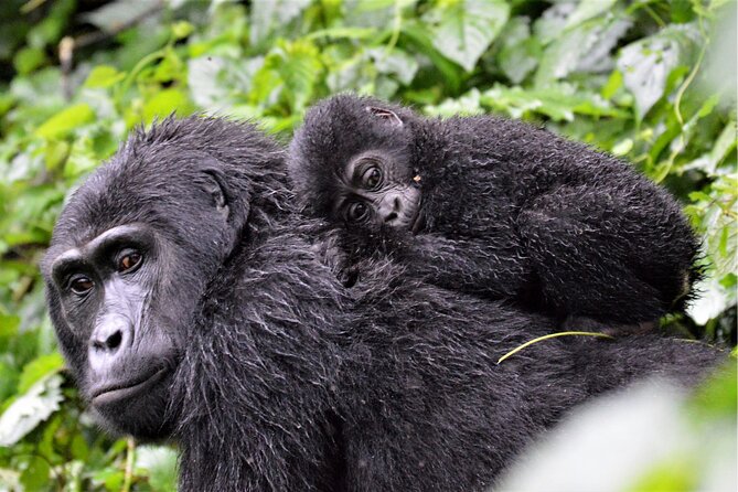 Gorilla Tracking & Batwa Culture Experience - Booking and Confirmation