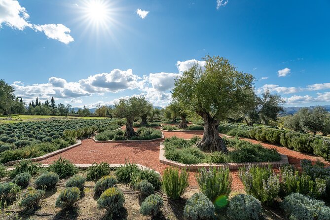 Guided Tour and Olive Oil Tasting in Ronda - Reviews and Badge of Excellence