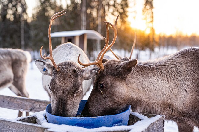 Half-Day Experience in Local Reindeer Farm in Lapland - Professional Photography and Souvenirs