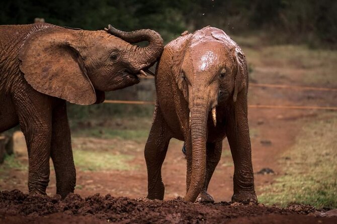 Half Day Tour to Elephant Orphanage & Giraffe Centre Nairobi - Giraffe Centre