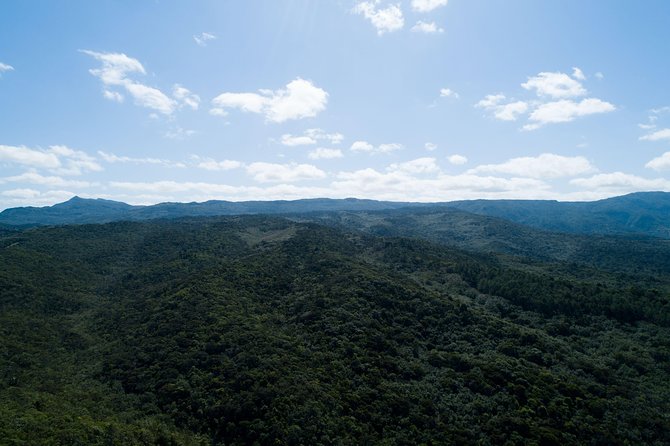 Hiking in the Black River Gorges National Parc - Native Forest - Physical Requirements and Fitness Level