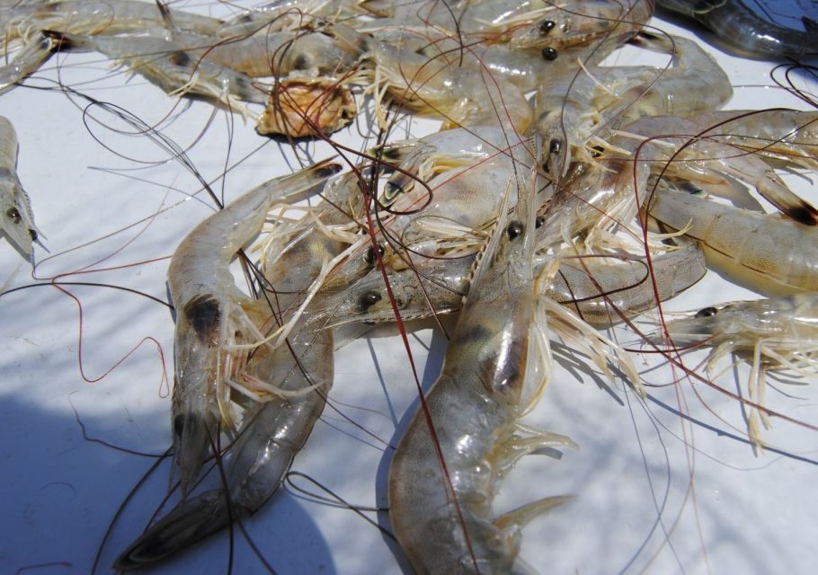 Hilton Head Island: Shrimp Trawling Boat Tour - Frequently Asked Questions