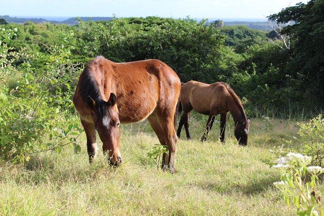 Horseback Riding Experience - Cancellation and Rescheduling