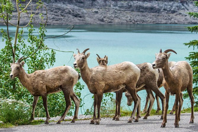 Jasper Wildlife and Waterfalls Tour With Maligne Lake Hike - Tour Duration and Cancellation Policy