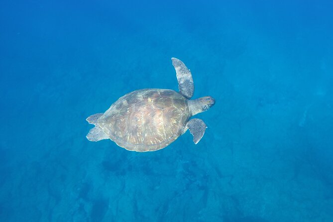 Kayak Route Along the Volcanic Coast in Tenerife South With Snorkeling - Snorkeling Opportunities During the Tour