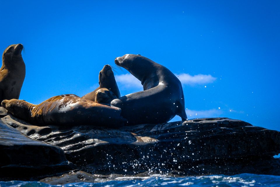 La Jolla: 2-Hour Kayak Tour of the 7 Caves - Availability and Booking