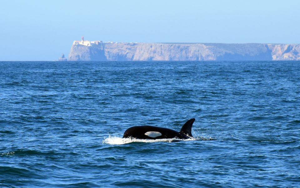 Lagos: Dolphin Watching Boat Tour With Marine Biologists - Conservation Efforts