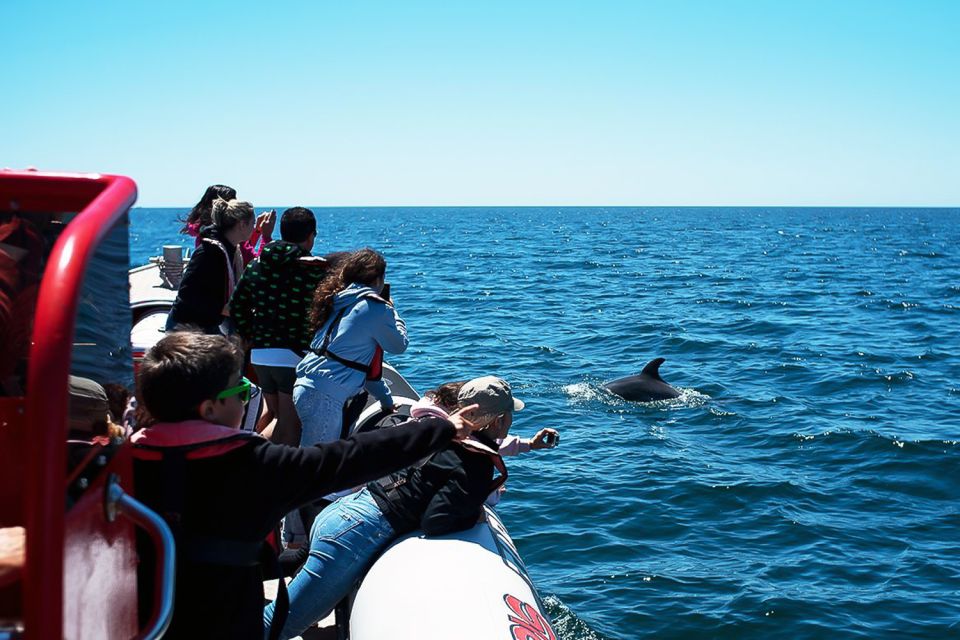 Lagos: Dolphin Watching With Professional Marine Biologists - Tornado Rib Boat and Safety