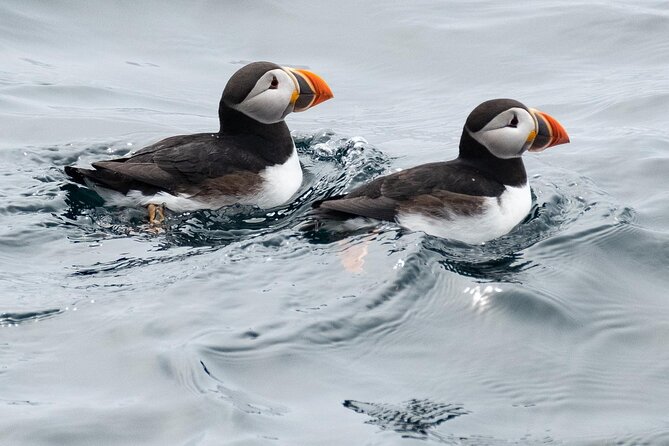 Late Season Puffin & Scenic Coastal Cruise - Rescheduling and Refund Options