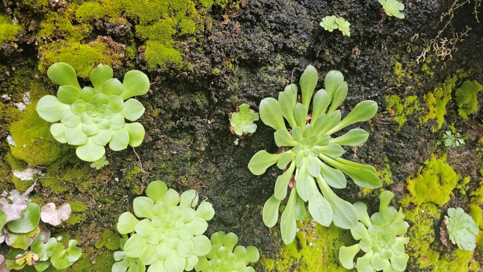 Levada Dos Tornos-Boaventura by Overland Madeira - Activities and Inclusions