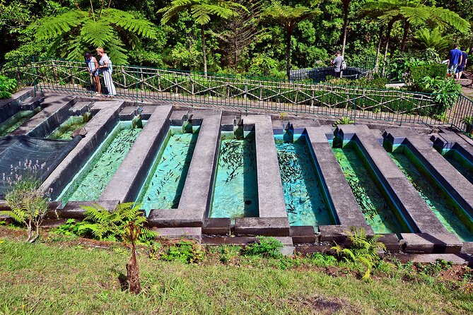 Levada Walk From Ribeiro Frio to Portela - UNESCO World Heritage Site