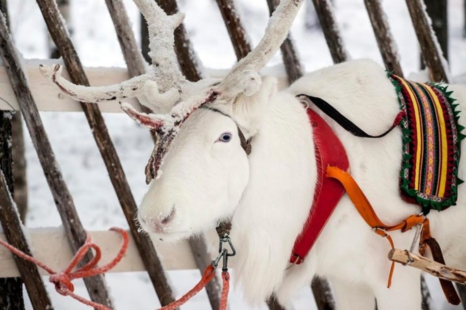 Levi: Lapland Reindeer Safari - Tour of the Reindeer Farm