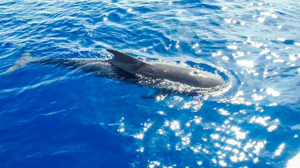 Los Gigantes: Whales and Dolphin Watching Cruise With Lunch - Accessibility and Safety