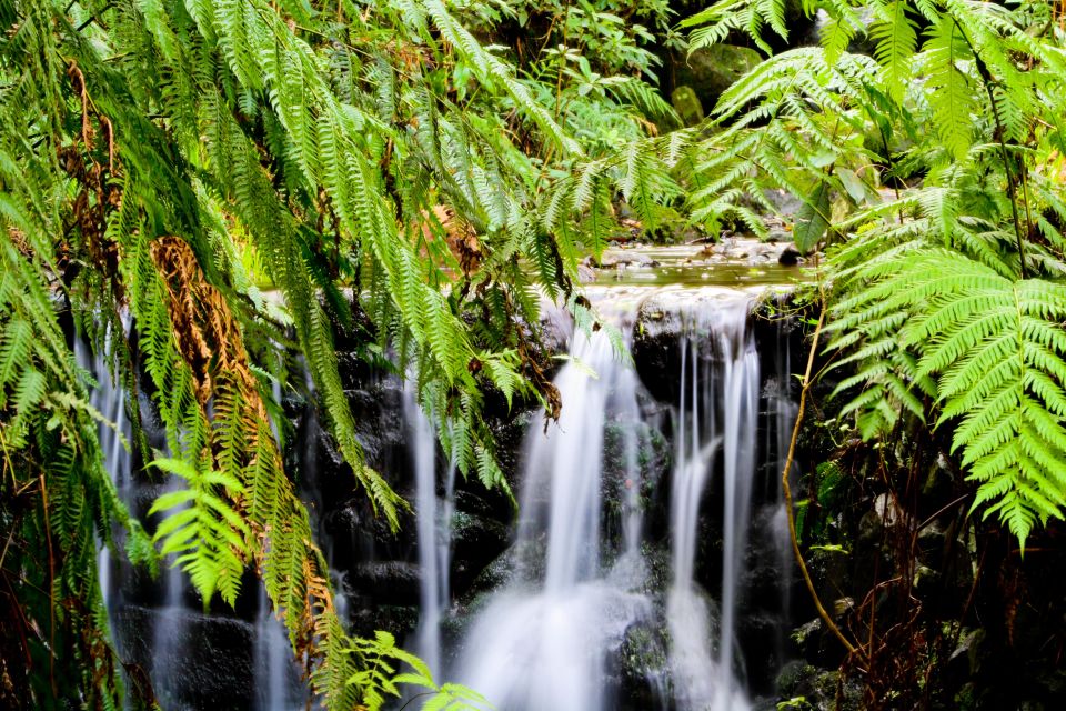 Madeira Island: Green Cauldron Levada Walk - Additional Tips